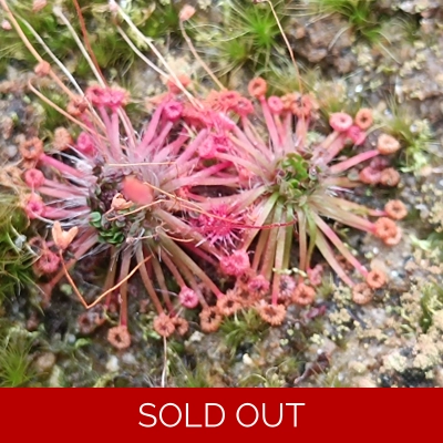 Drosera pygmaea Broadwater, 10+ gemmae